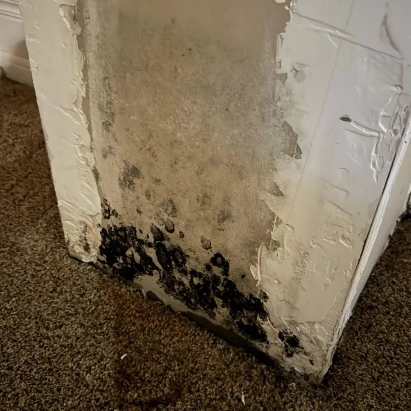 Professional Mold Removal in Gilmanton, NH